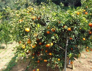 Orange-Palpa