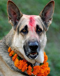 तिहारको दोस्रो दिन, कुकुर तिहार मनाइँदै