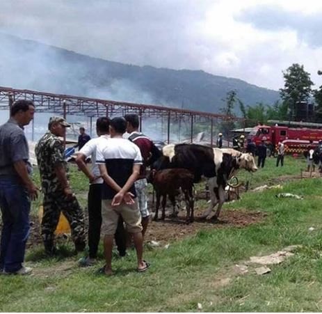 गोकर्णेश्वरको गाई फार्ममा आगलागी, ४५ गाई मरे, ७० घाइते