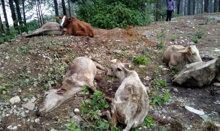 गौहत्या प्रकरण, रातारात नक्कली पत्र बनाइयो