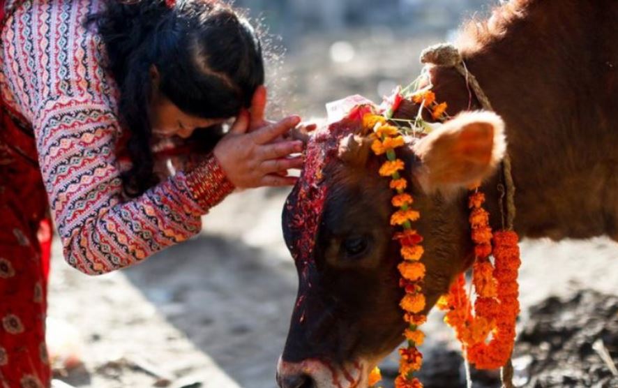 आज तिहारको चौथो दिन  गाई, गोरुको पूजा गरी मनाइँदै